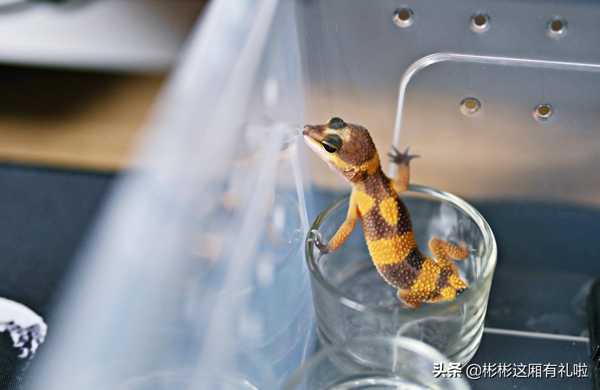 守宫新手养一只还是两只,守宫小白怎么养