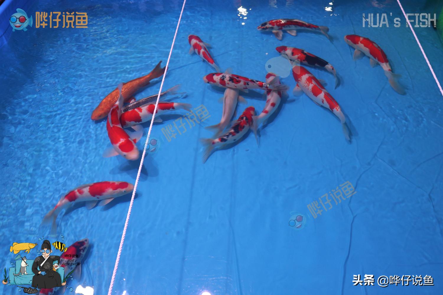 养锦鲤是五条好还是六条好,锦鲤的三要和三不要