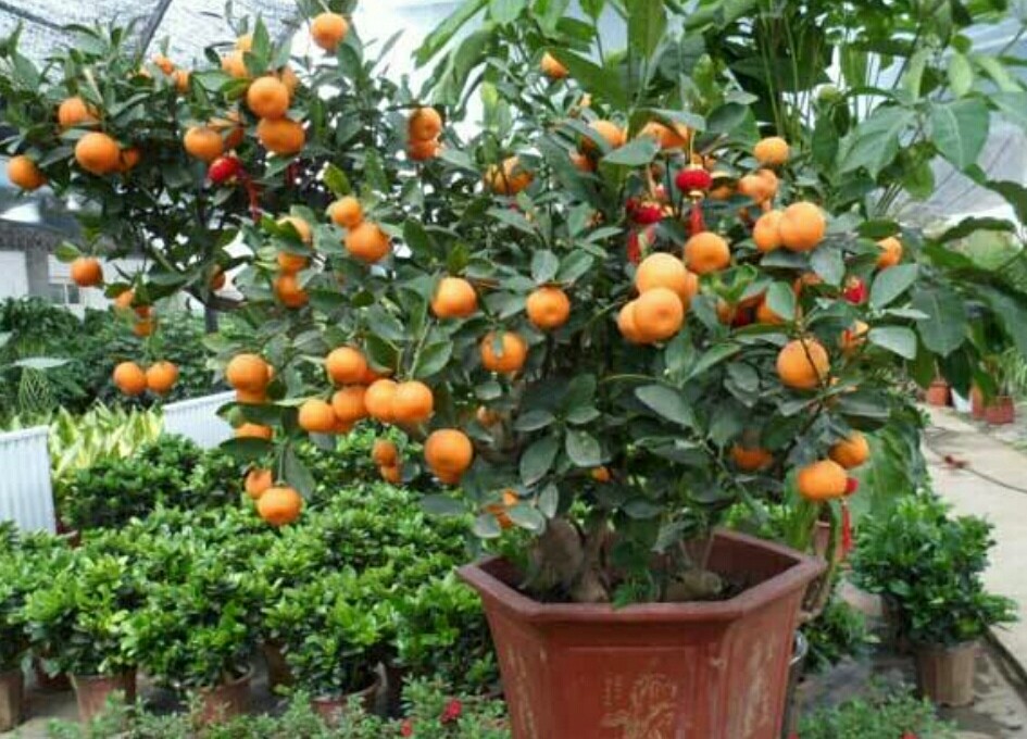 金桔树夏天落果怎么处理,金桔落叶干枝怎么补救