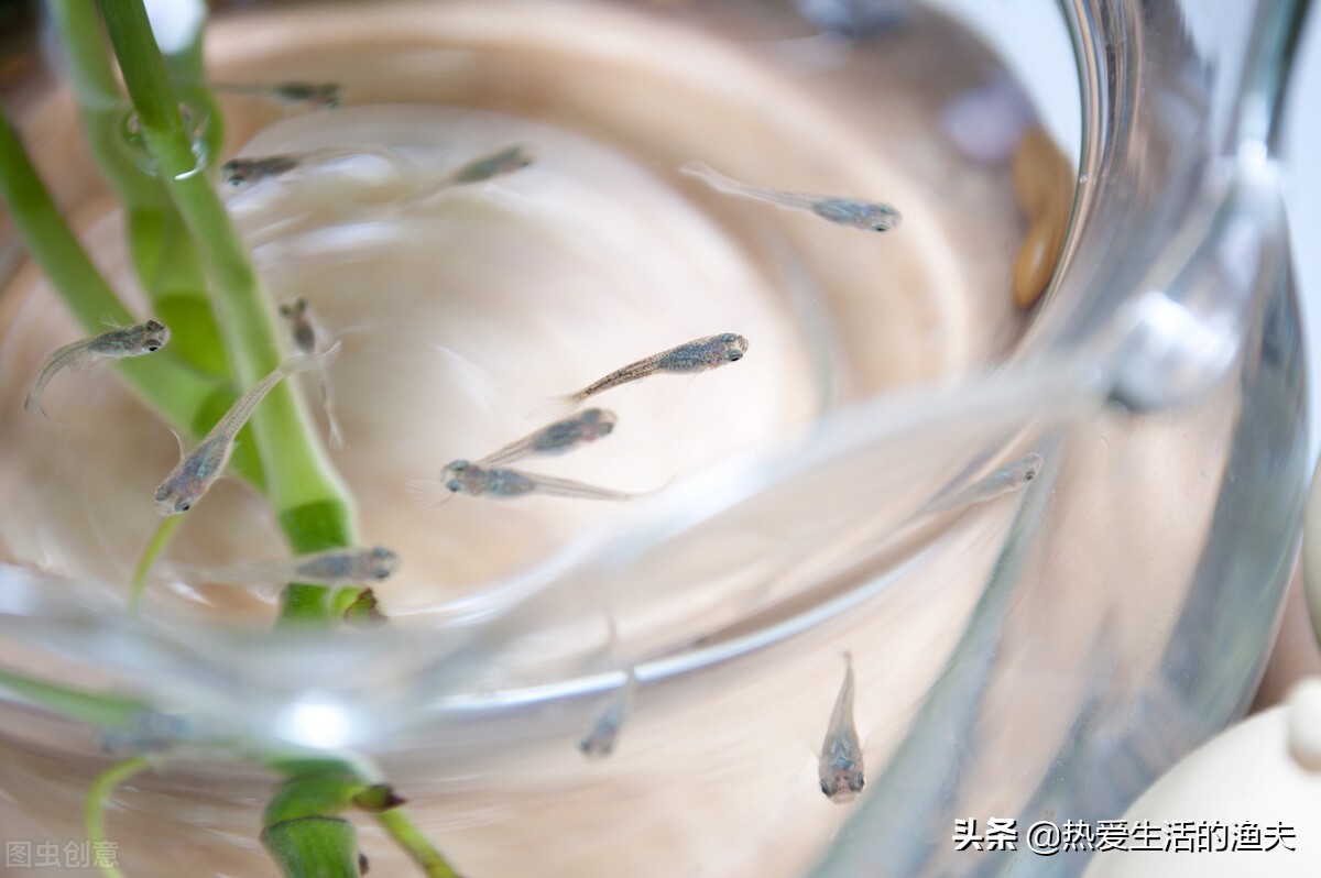 春天来了应种什么植物,刚孵出的金鱼苗怎么养