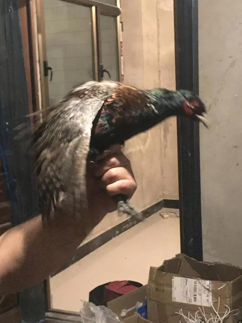 马国维拍的视频,马国维浙江