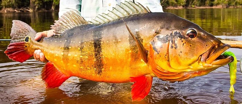 世界顶级淡水鱼大全,世界上顶级鱼类大全