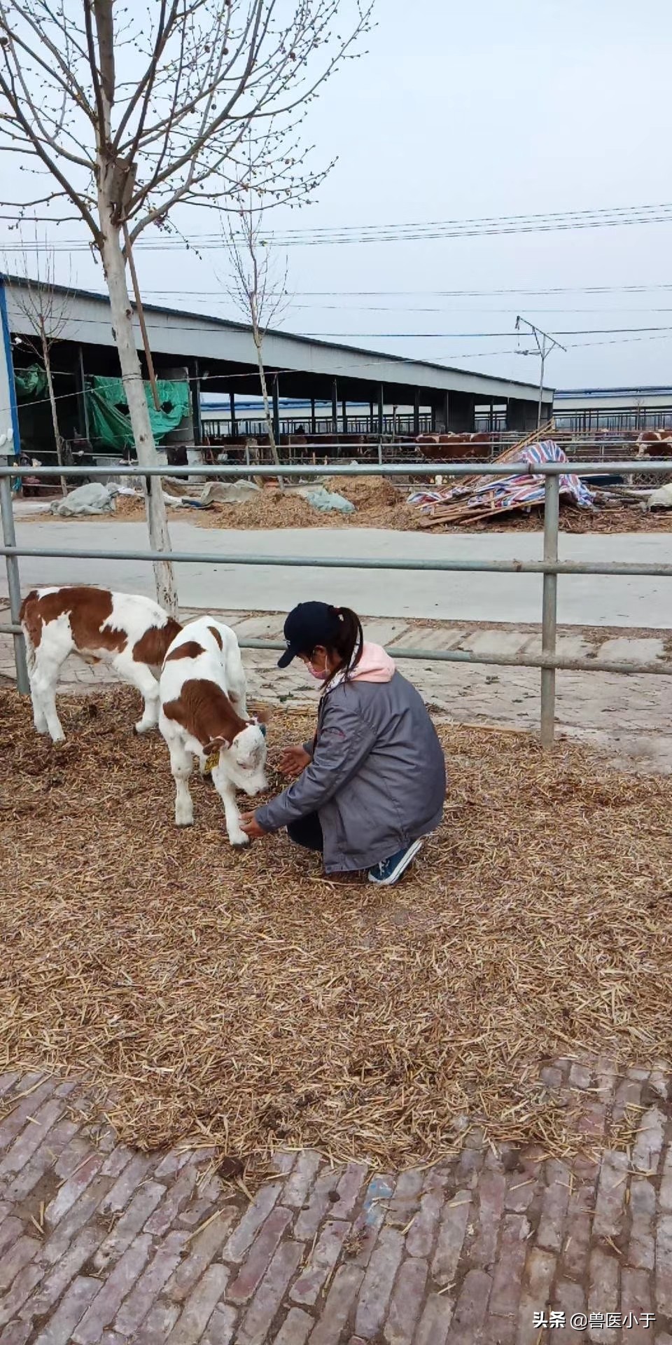 养羊人技巧,养羊人的十个小秘诀