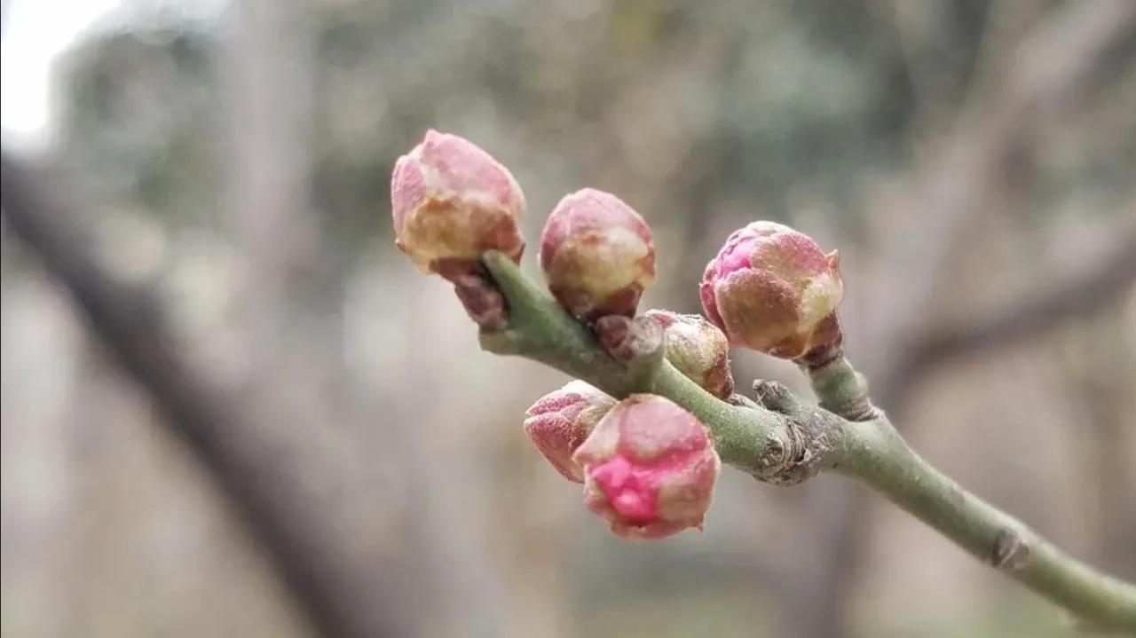 冬之树木，像不像十月怀胎的母亲～冬日随想