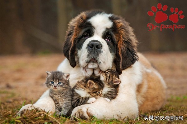 爪爪博士驱虫效果怎么样,爪爪博士止痒