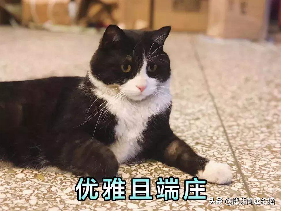 猫故事书籍,猫故事小说