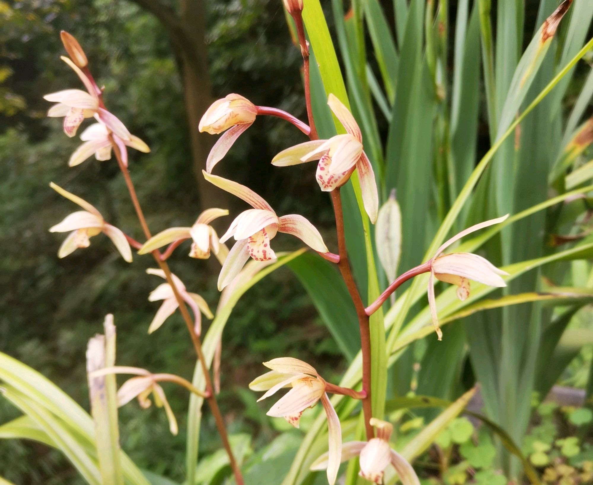 换好盆的兰花有花苞是否要施肥,春季兰花换盆后多长时间才能施肥