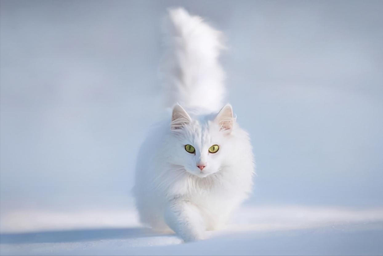 中华田园狮子猫多少钱一只,中华田园猫狮子猫蓝色眼睛