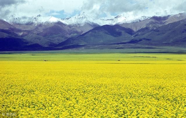 随笔：童趣拾遗之蜂子