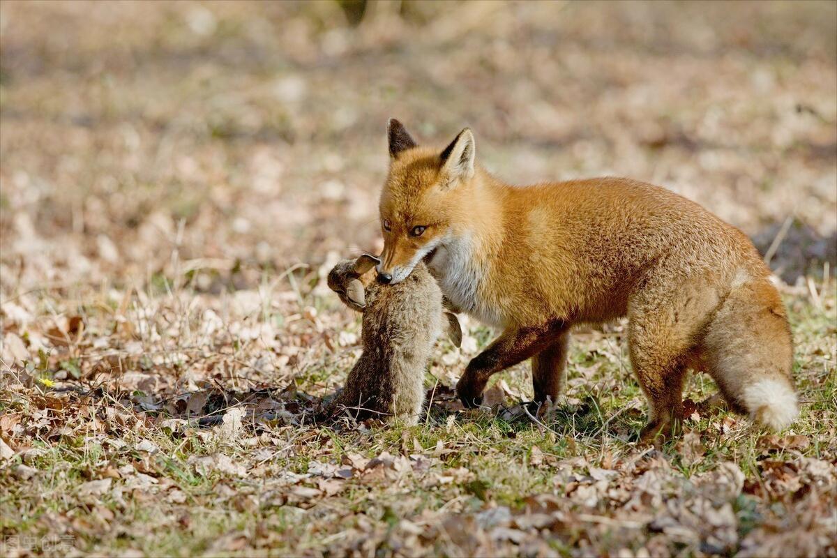 猎人对着狐狸开了一枪但猎人死了,猎人向狐狸开了一枪猎人却死了