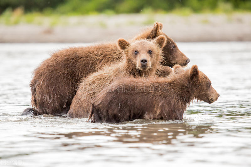 桦树茸报道,最佳的桦树茸