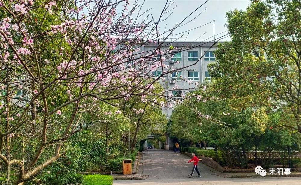 迎接校园里的百花齐放,教室窗外百花齐放