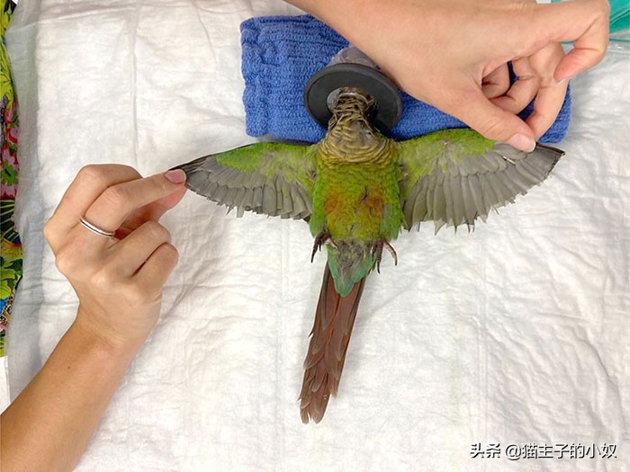 鹦鹉被主人剪断整个翅膀,鹦鹉被主人拔羽管