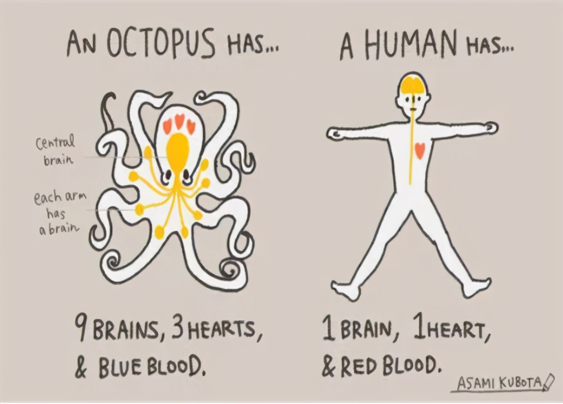 食物链顶端动物智商 (为什么食物链顶端动物智商高)