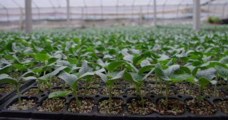 种植蔬菜怎么防止徒长,蔬菜苗徒长怎么办