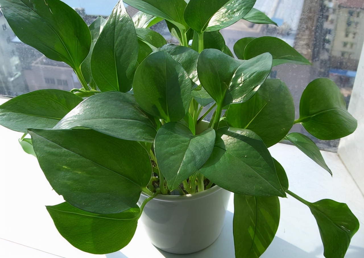 绿萝叶片肥厚如手掌怎么养,绿萝怎么养枝条长叶片短