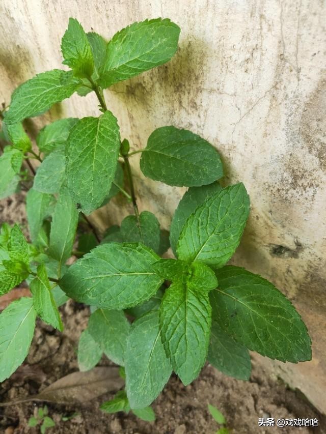 唇形植物薄荷图片,薄荷是春天的植物吗
