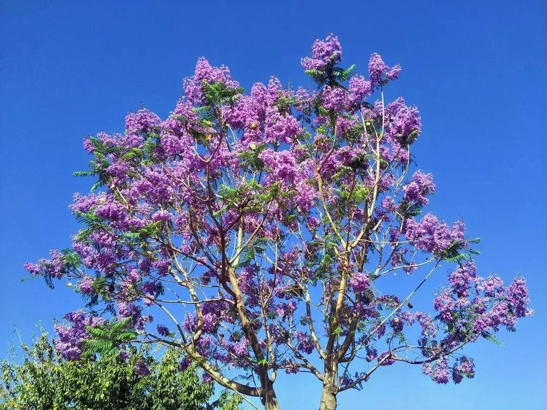 凉山最漂亮的花海,西昌赏花攻略