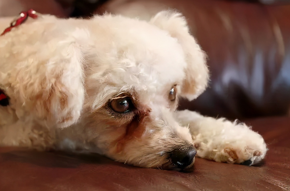 狗狗吃盐分过多会怎么样,狗狗摄入过多油脂会怎么样