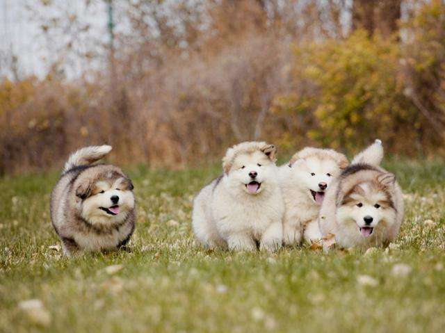 新手如何养阿拉斯加,养阿拉斯加新手要注意什么