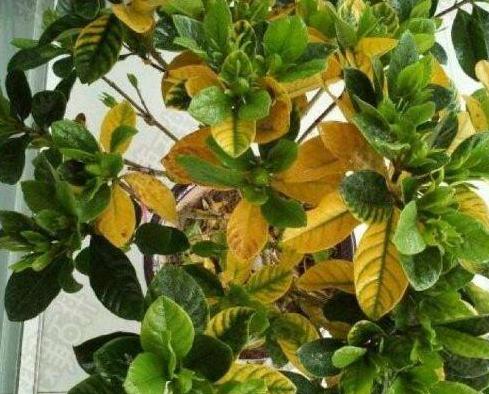 养花有黄叶子怎么办,养花的土壤偏碱怎么办好