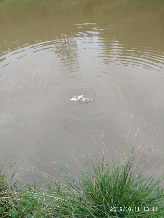 本汀宗师有限量版吗,本汀太极宗师黑坑竿