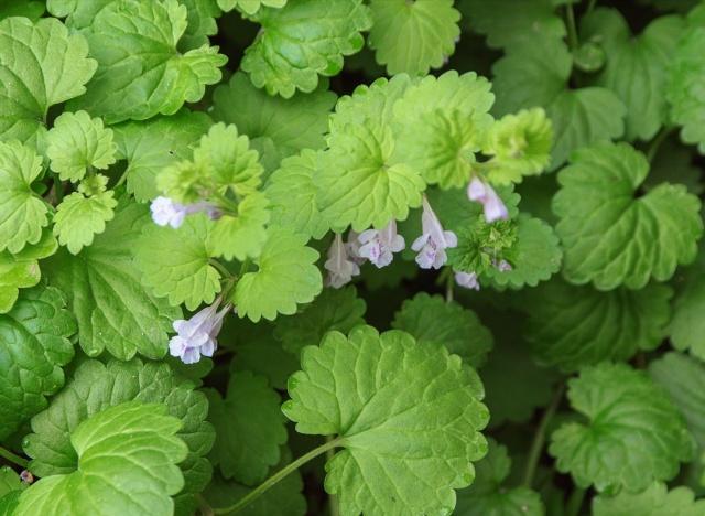 活血丹有哪些药用价值,活血丹有什么药用价值