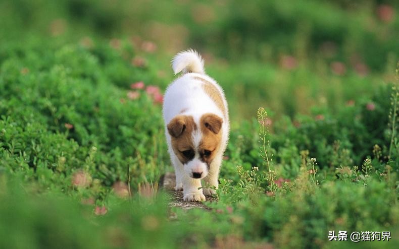 解决狗不爱吃饭的方法,纠正狗狗护食后不吃饭了