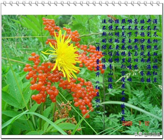 一颗红豆寄相思文案,一颗红豆寄相思动画