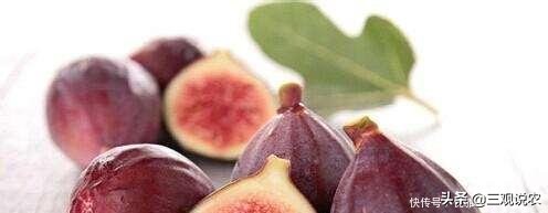 种植无花果前景分析报告,无花果种植具有较好的经济效益