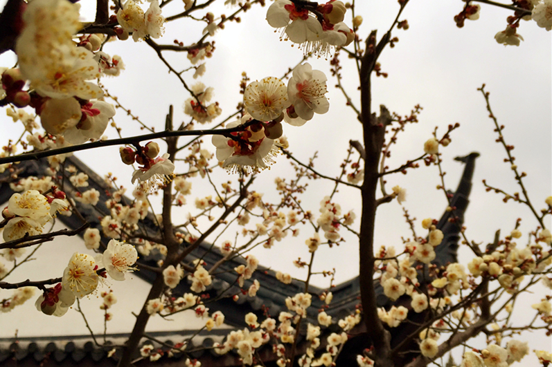 月下说金陵，晨起游南京