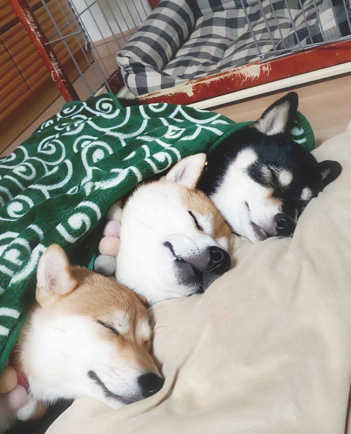 柴犬为什么价格悬殊那么大,价格高柴犬和价格低柴犬对比