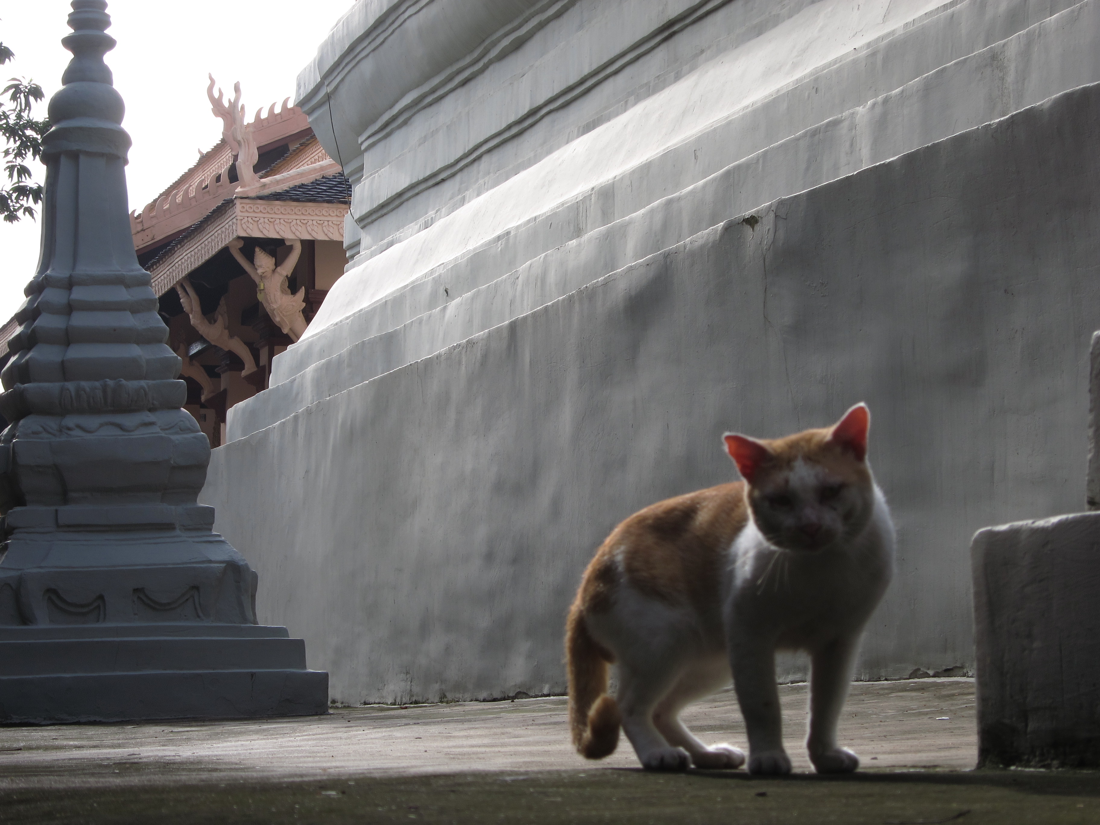 中国小伙在柬埔寨的视频,骑行去柬埔寨的小伙