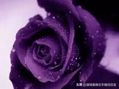 各种花的花语文案,花的花语100种