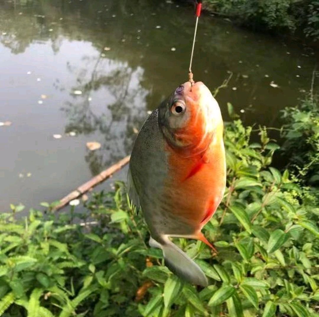 淡水白鲳是亚马逊食人鱼吗,广东男子在池塘发现大量毒鱼出没