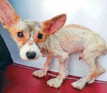 柯基犬喂食大忌,柯基犬喂食禁忌