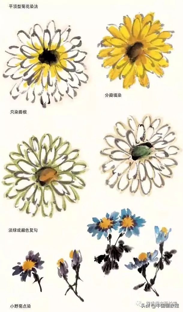 菊花花头花苞画法,菊花花头的画法步骤图片