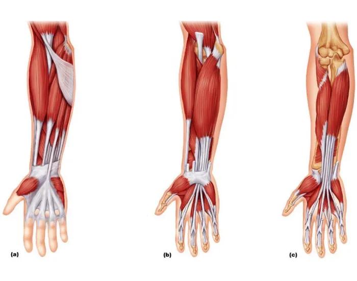 怎样对手腕进行抓握训练,如何让手腕更灵活练习抓握能力