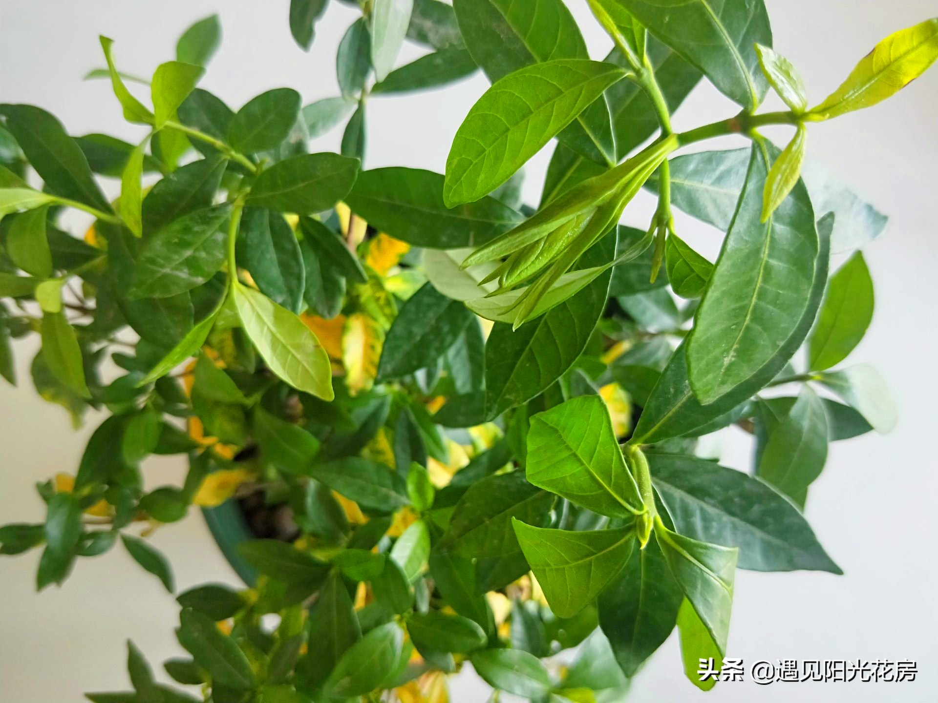 栀子花各种黄叶原因及图解,栀子花黄叶的处理方法讲解