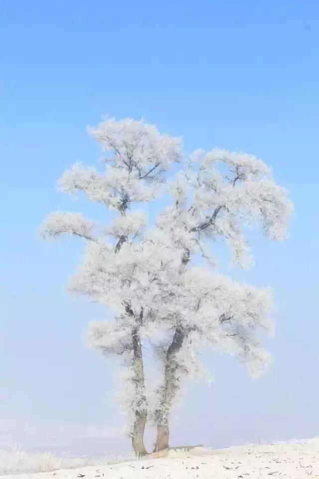 此生必去看一次雾凇太美了,此生必去看一次雾凇简直要美哭了