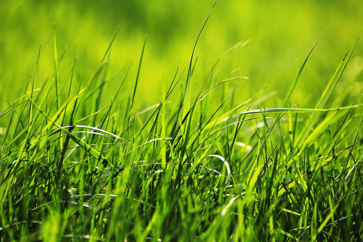 饲料厂做饲料的配方,饲料厂的配方哪来的