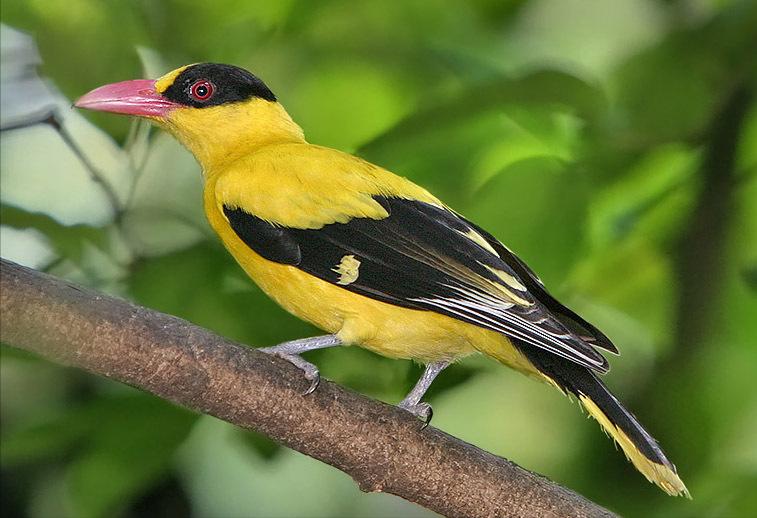 广东常见鸟类图谱和名称图文,东江揽胜鸟类