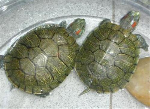 小乌龟可以吃什么怎么养,小乌龟应该吃什么东西怎么养