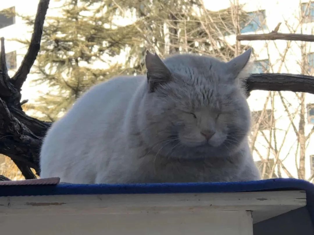 央视直播间猫叫背后原因,央视养猫辟谣