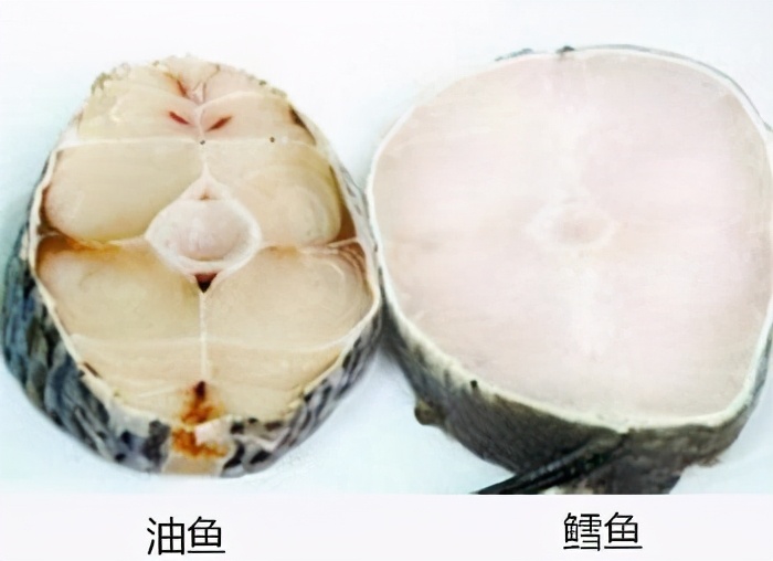 油鱼有多可怕,油鱼到底有多可怕