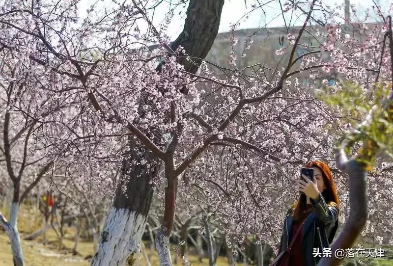 天津桃花堤开放吗,天津桃花堤桃花什么时间开花