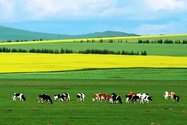 天上的草原作者阿木古郎,天上的草原阿木古郎