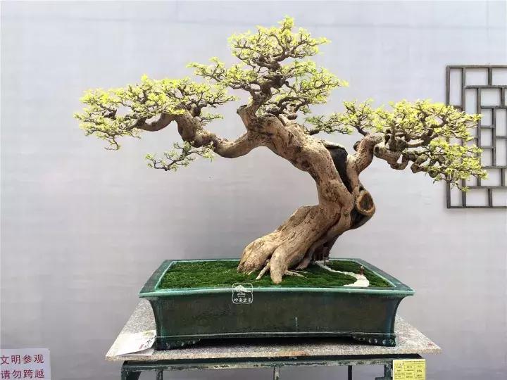 造型极美的盆景一起来欣赏,一组风吹出来的盆景欣赏动感十足
