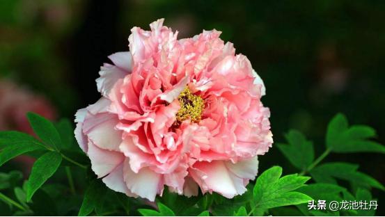 杨玉环牡丹,杨玉环和洛阳牡丹