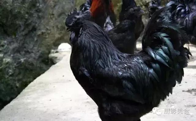 全世界的鸡都在这了，有你认识的吗？